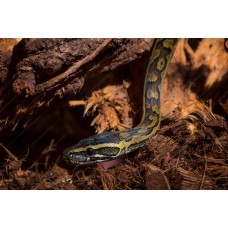 Pitón africana de roca - Python sebae